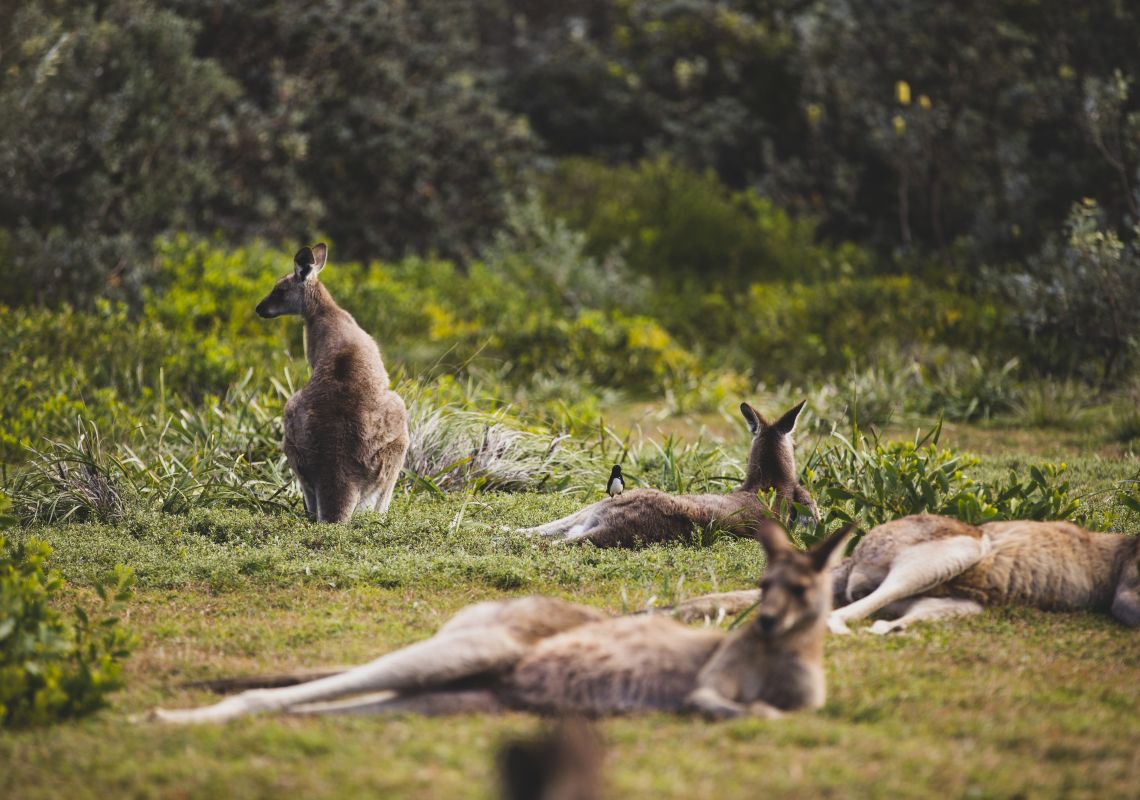 Kangaroos relaxing in Yuraygir National Park near Red Cliff, North Coast