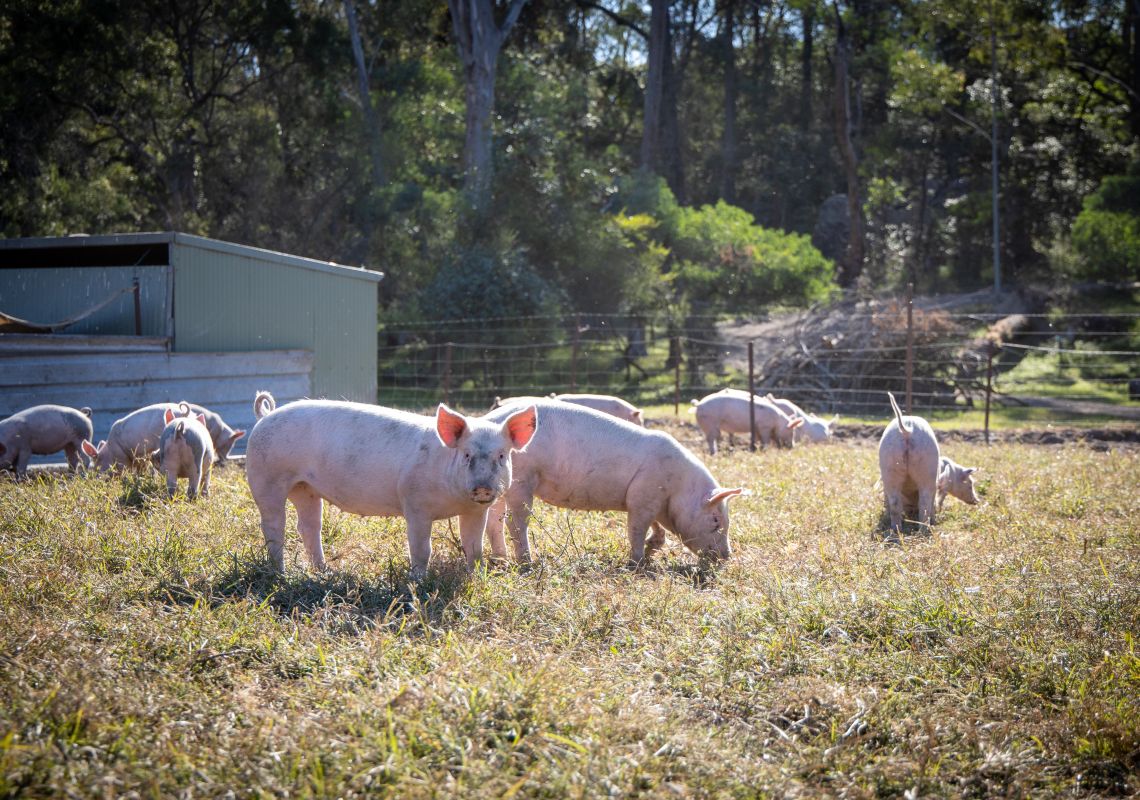 Melanda Park Free Range Pork. Image Credit: Taste of Australia