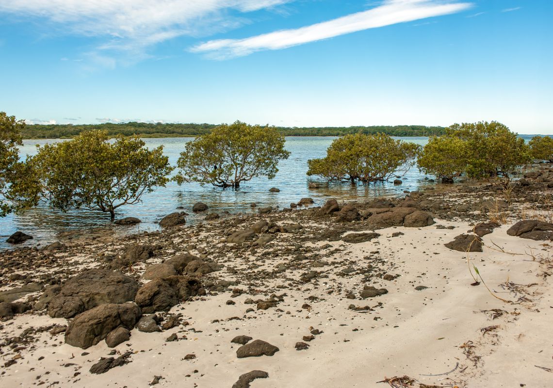 Hare Point Track estuarine wetlands including saltmarsh and mangroves Carama Inlet northern shores of Jervis Bay
