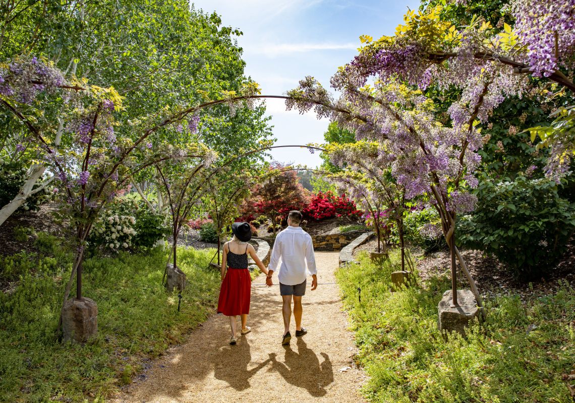 メイフィールド・ガーデンズを散策 - オベロン -ブルー・マウンテンズ- DNSW