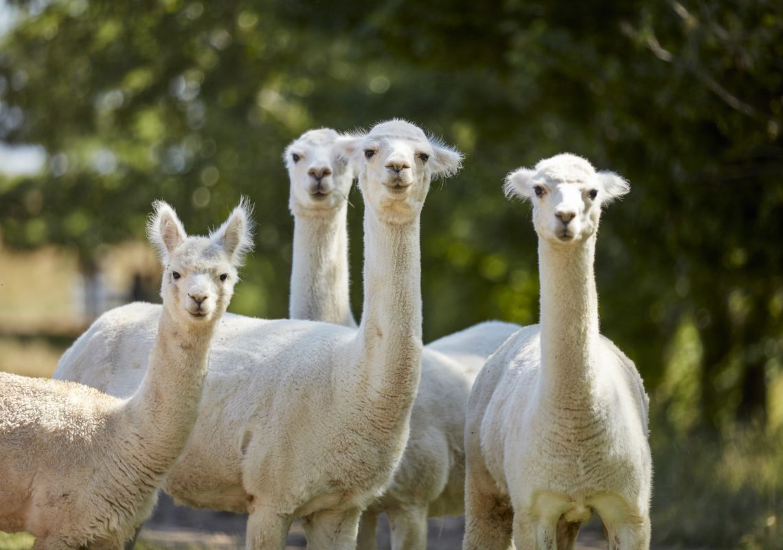 ヘイファーステーションのラマ - ふれあい動物園とキッズファーム -オレンジ- DNSW