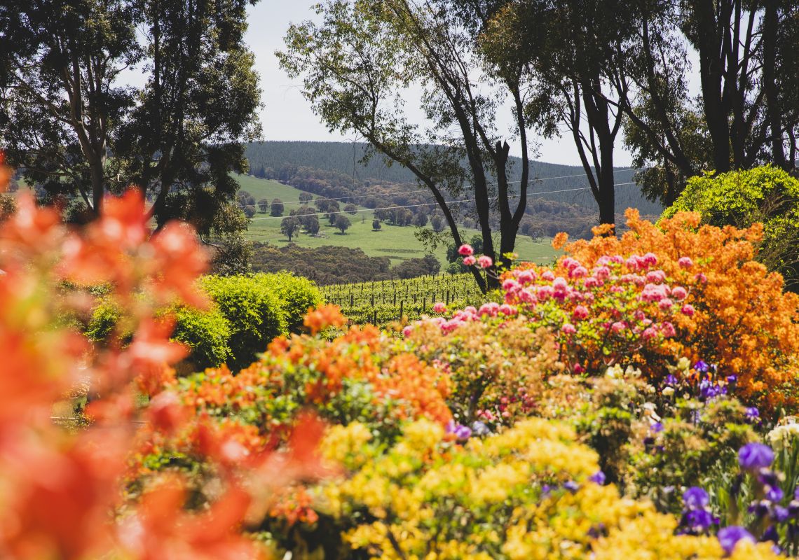 クーラビラ・ワインズ - タンバランバ -スノーウィー・マウンテンズ 