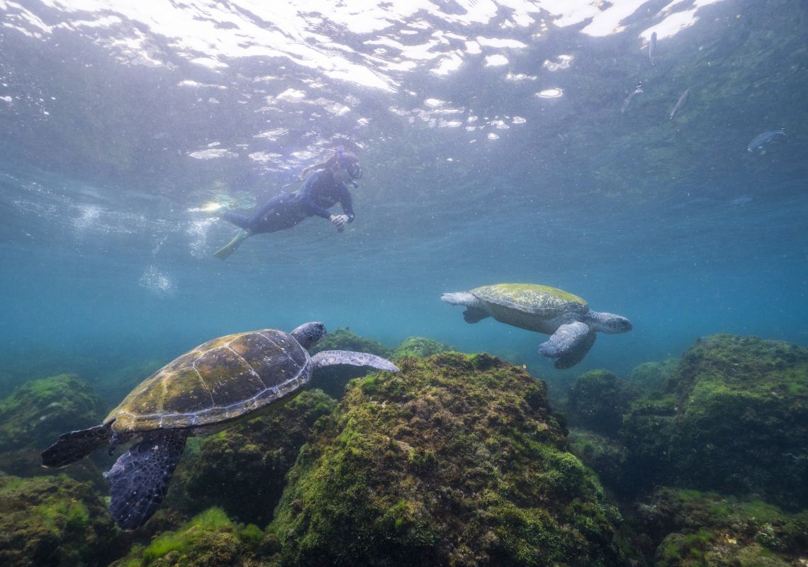Local sea turtles around Cook Island - Fingal Head - North Coast