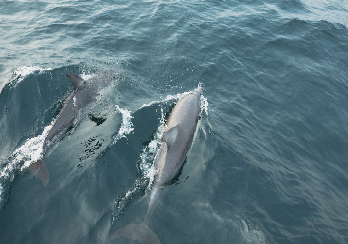 Dolphins swimming in Shoal Bay - Port Stephens