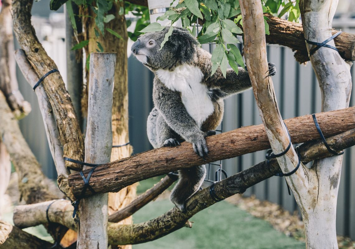 Koala in the tree at the Port Macquarie Koala Hospital - Port Stephens