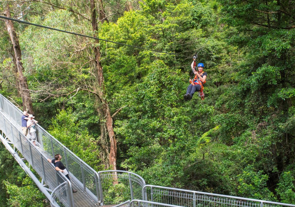 Guide zipping through the scenery at Illawarra Fly Treetop Adventures, Knights Hill in the Illawarra, South Coast
