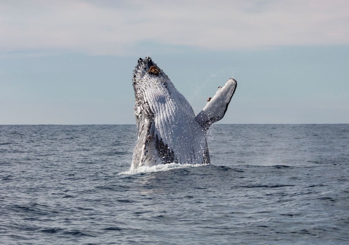 Humpback whale breaching off Jervis Bay on the south coast