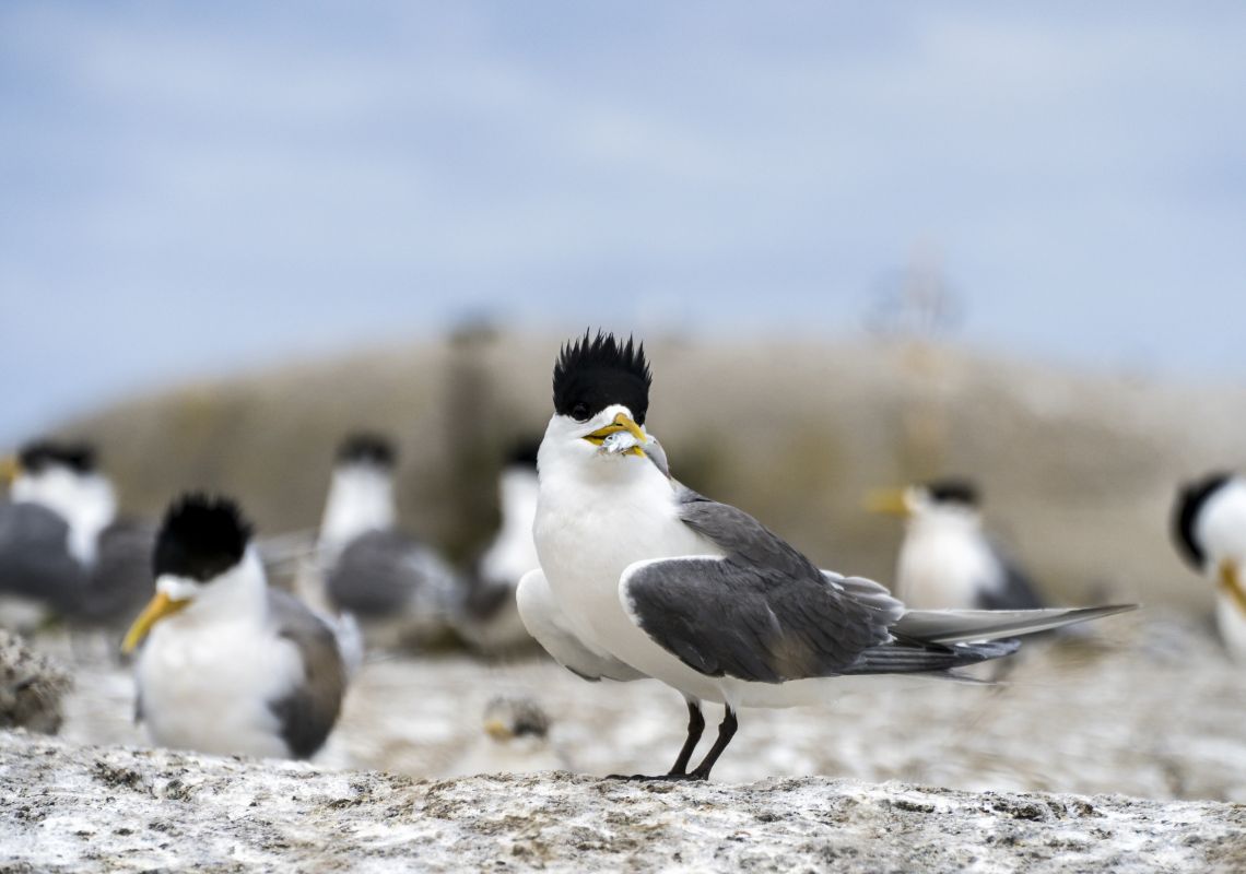 A crested tern with its catch on Montague Island in Narooma, Batemans Bay Area, South Coast