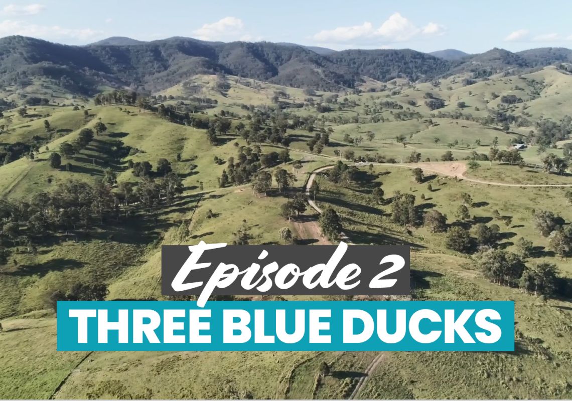 Three Blue Ducks