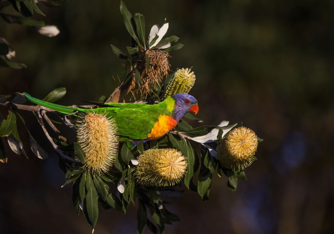 A native rainbow lorikeet feeding from a golden bottle brush tree near Mollymook, Jervis Bay and Shoalhaven