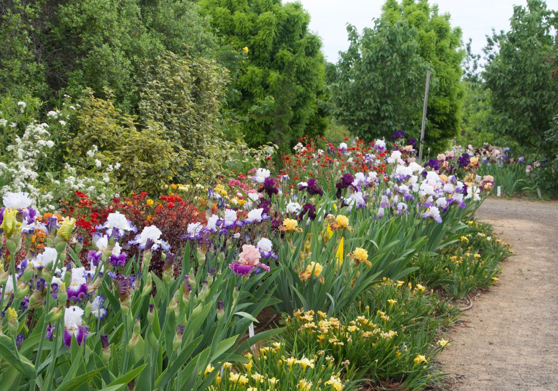 Eidolia Park Irises and more at Millthorpe Garden Ramble, Orange Area, Country NSW