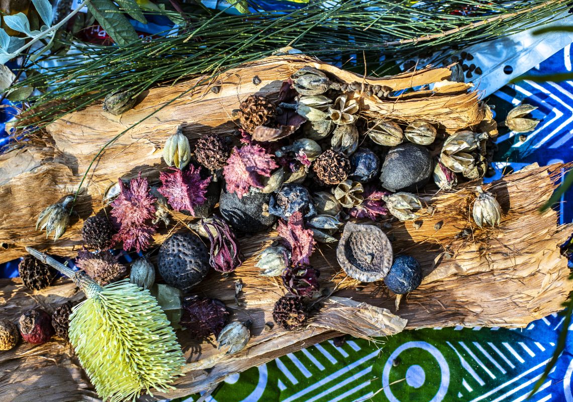 Food sources and medicinal plants shown on an Unkya Cultural Eco Tours at Gaagal Wanggaan (South Beach) National Park, Scotts Head, North Coast NSW
