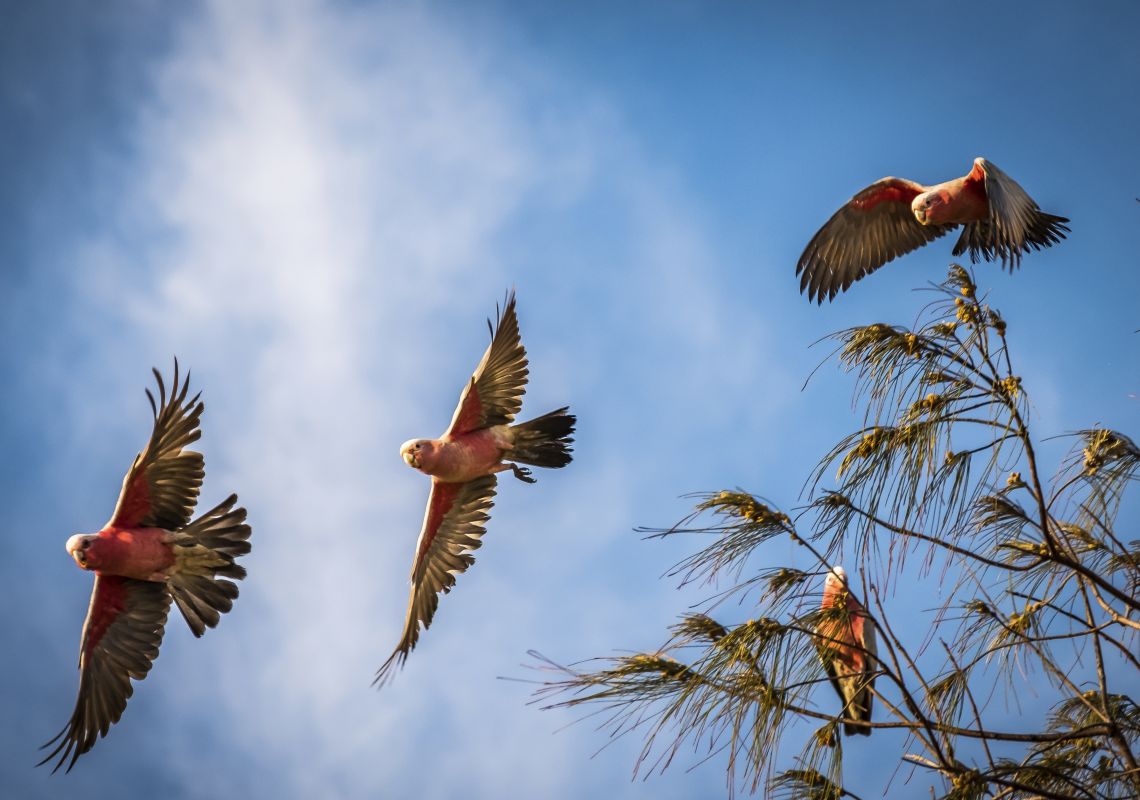 A flock of galahs (pink and grey cockatoos) near One Mile Beach in Forster, North Coast
