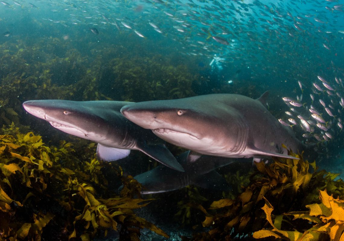 Grey Nurse Sharks at one of their favourite sites in Forster, North Cost 