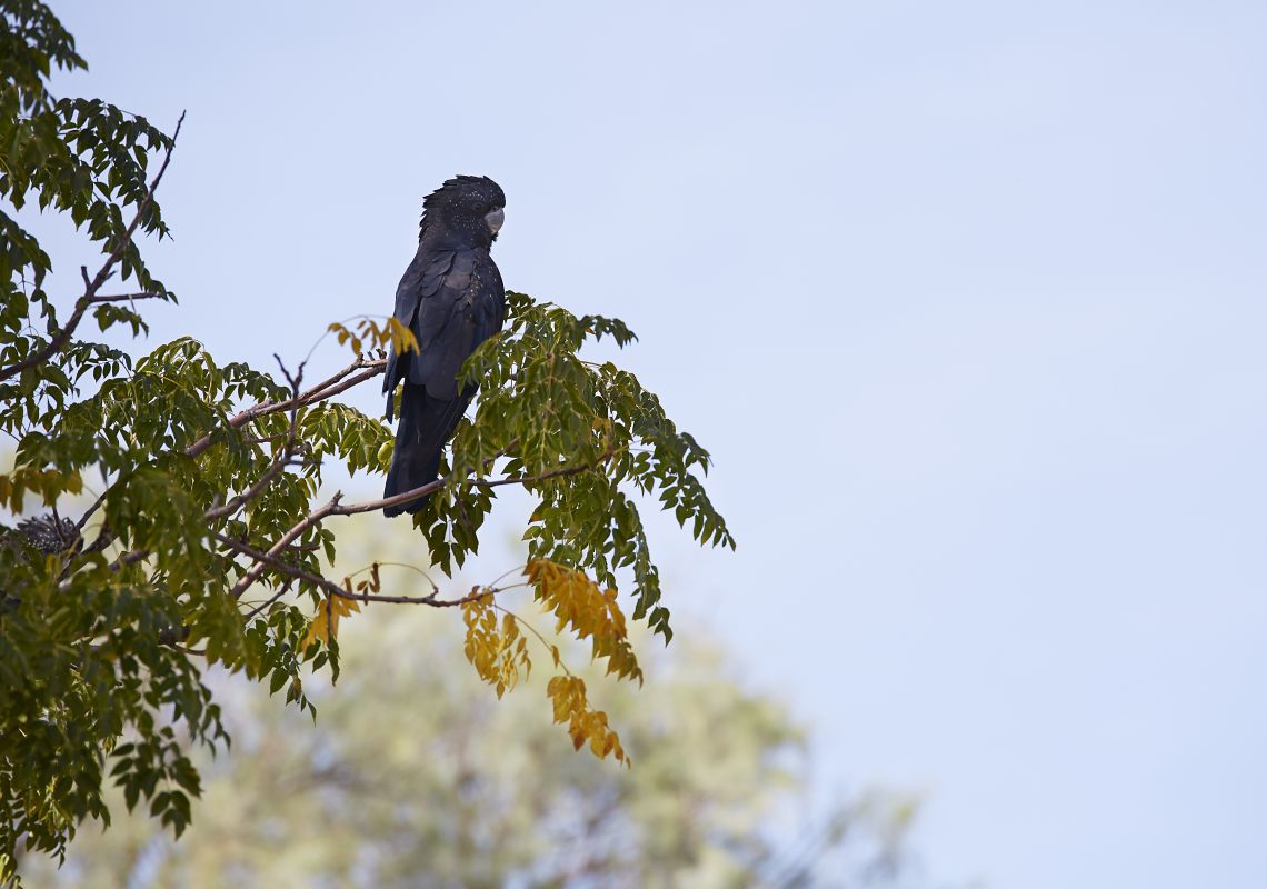 A Black Cockatoo in Kinchega National Park, Broken Hill, Outback NSW
