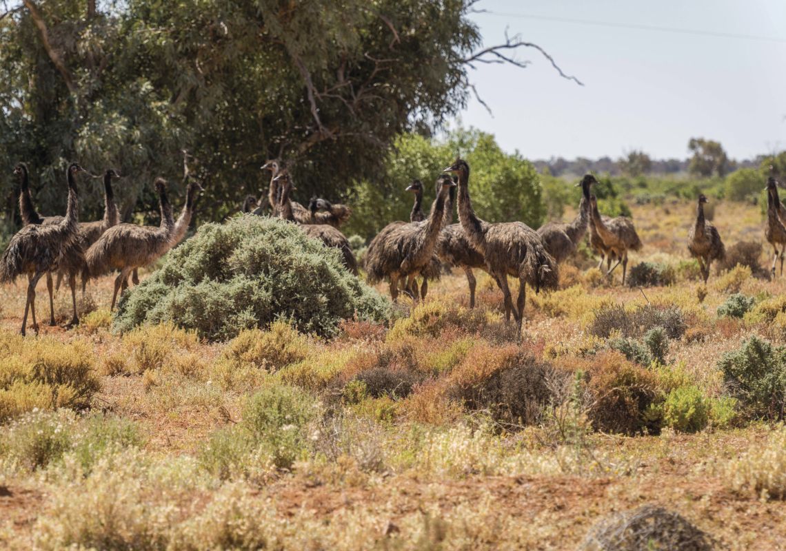 Emus at Paroo-Darling National Park in Wilcannia, White Cliffs Area, Outback NSW