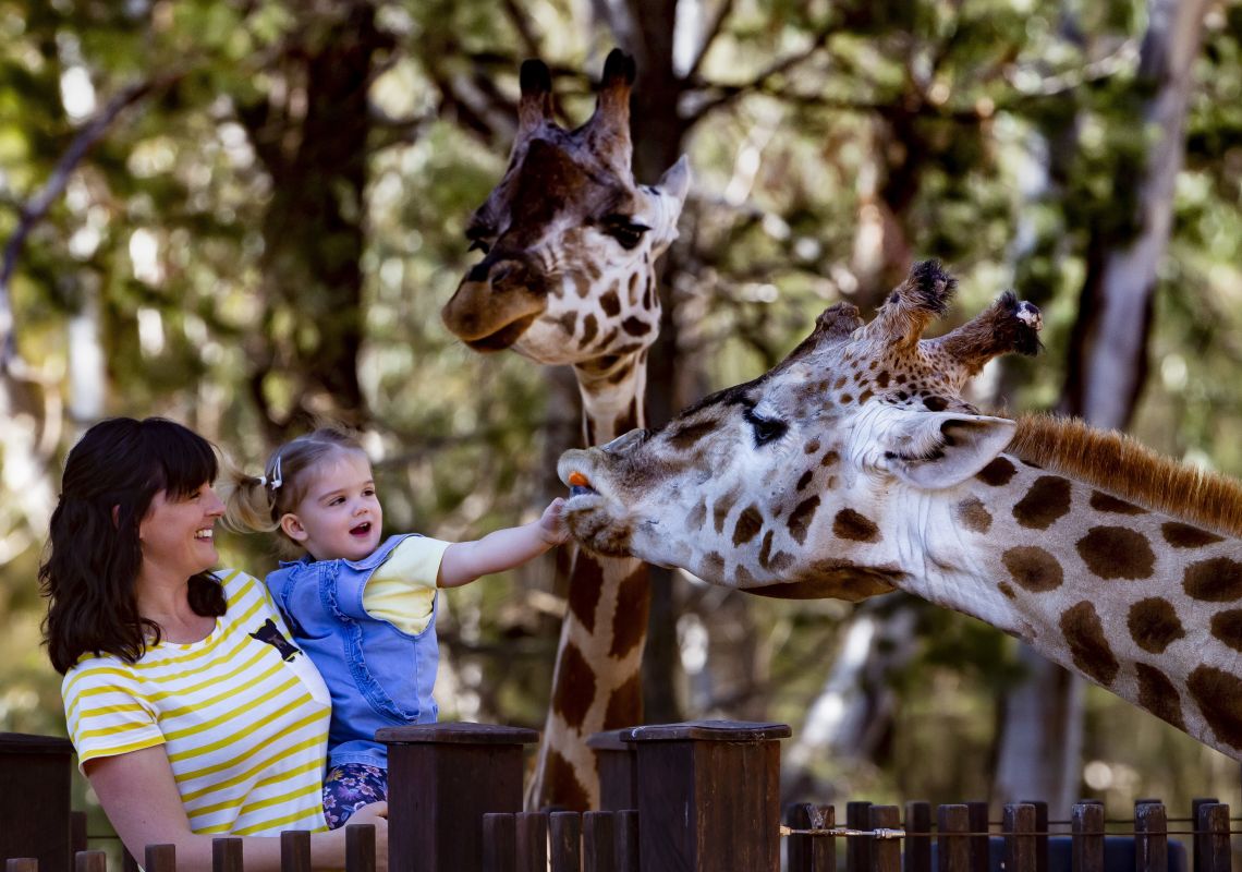 Mother and daughter feeding a giraffe at Taronga Western Plains Zoo in Dubbo, Country NSW