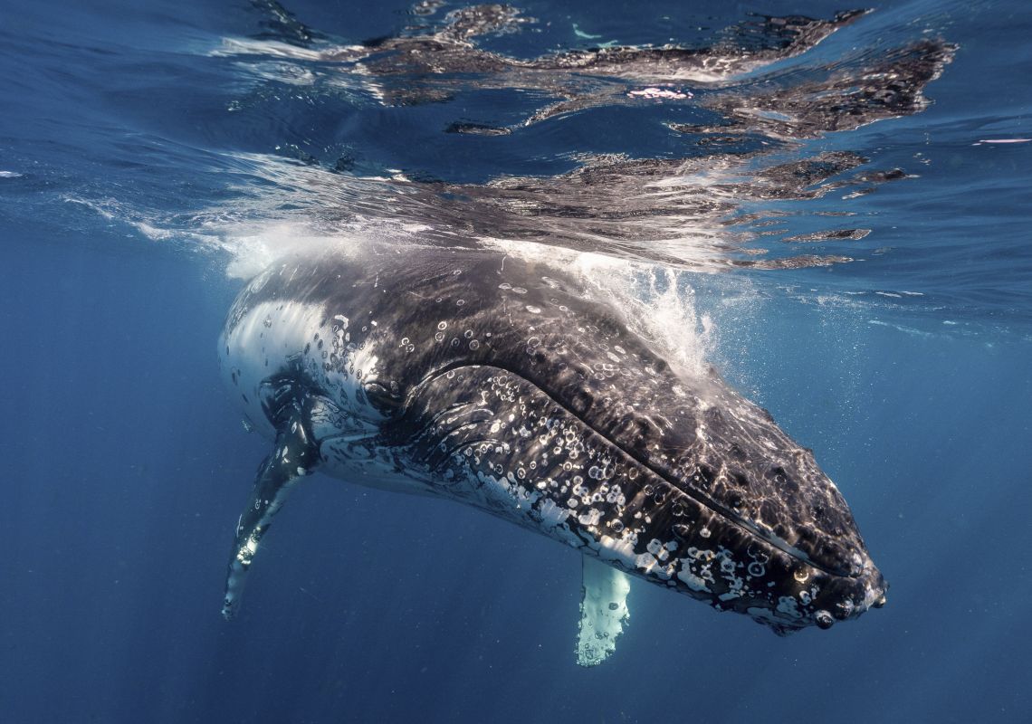 Humpback whale migrating off the south coast of NSW near Jervis Bay, South Coast