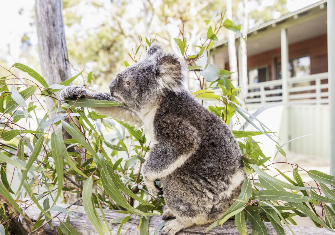 Resident koala munching on eucalyptus leaves at Australia Walkabout Widlife Park in Calga, Central Coast, North Coast