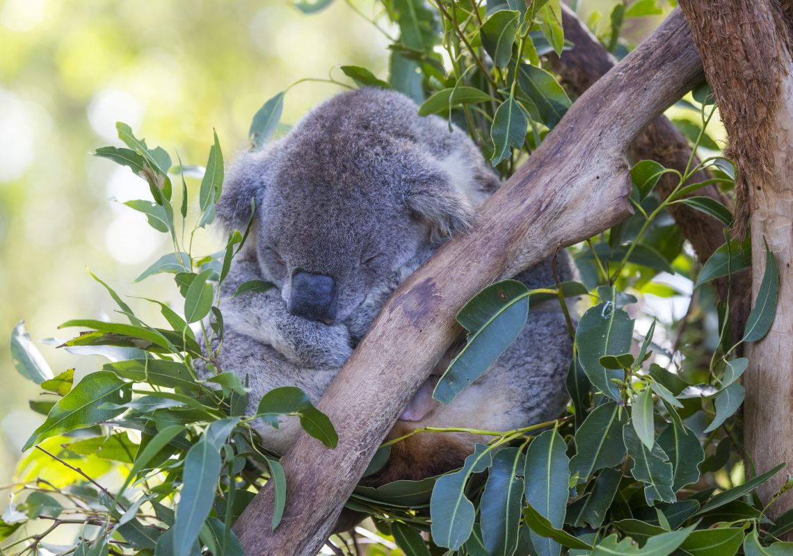 Koala sitting in a gum tree at the Port Macquarie Koala Hospital, Port Macquarie