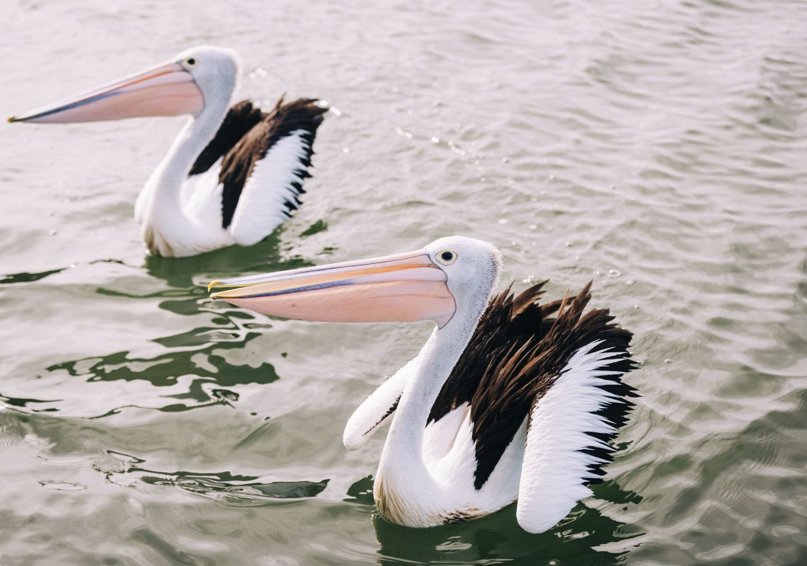 Pelicans on the Tweed River, West Tweed Heads