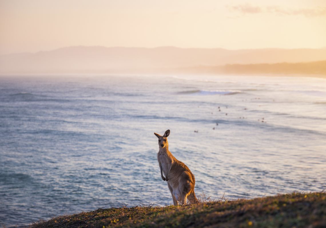 Kangaroo grazing on Look At Me Now Headland at Emerald Beach in Coffs Harbour