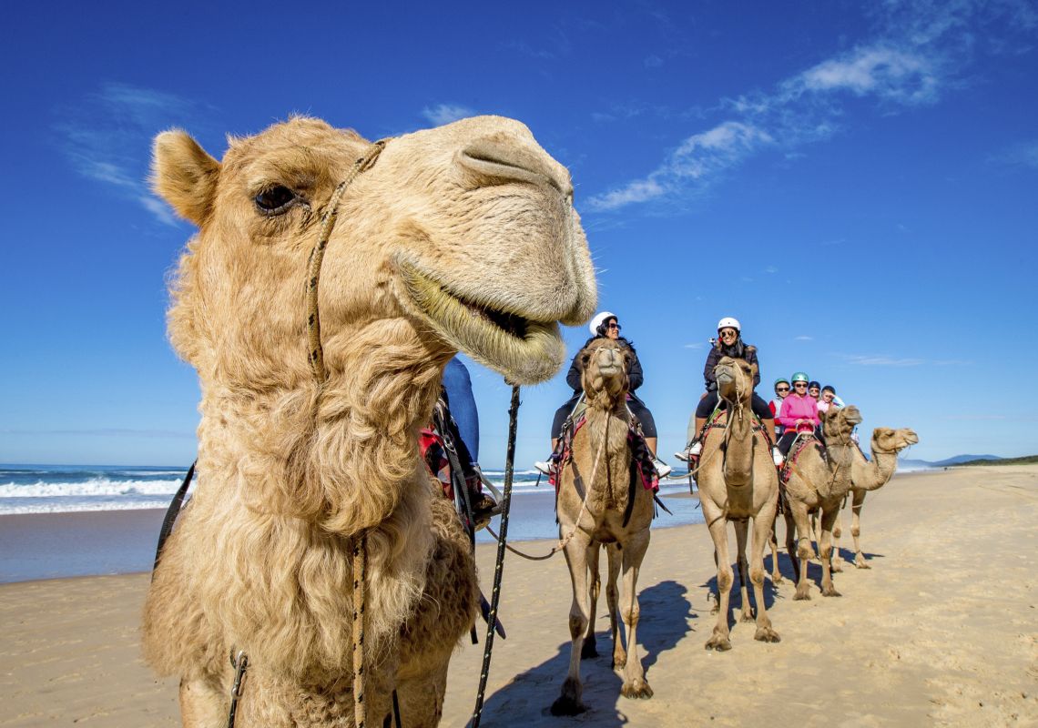 Port Macquarie Safari's Camel Tour on Lighthouse Beach, Port Macquarie