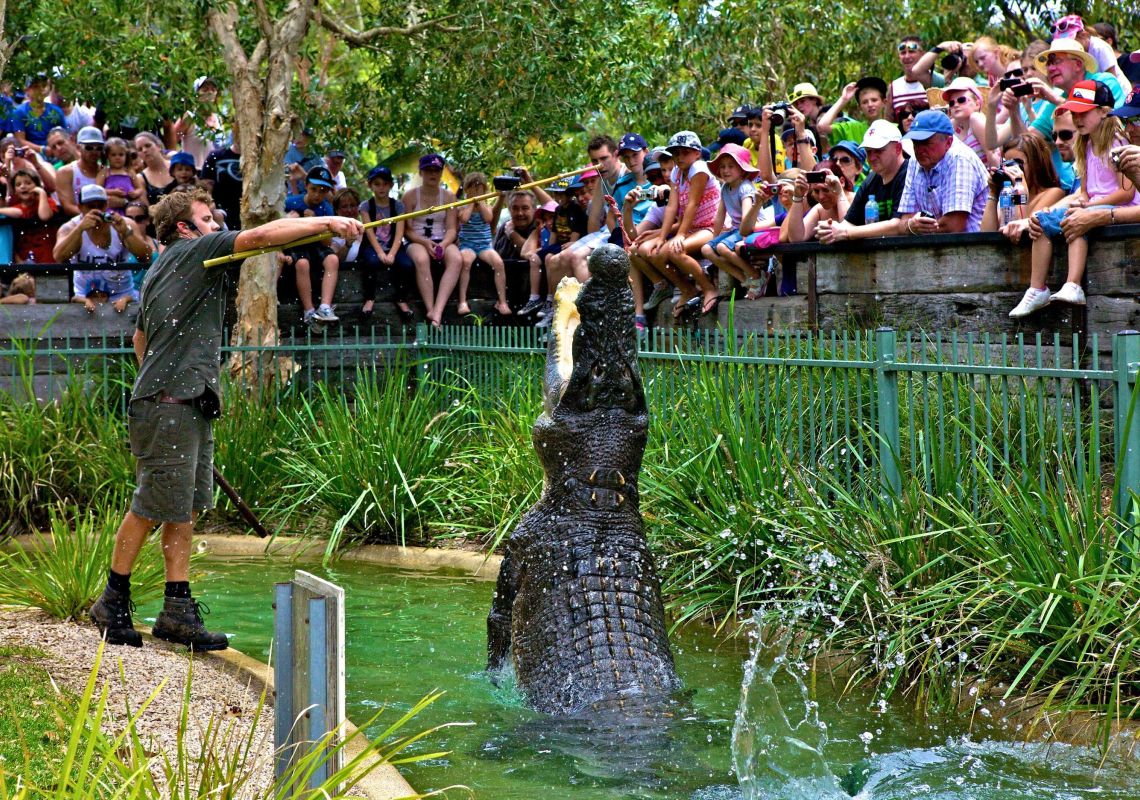 Crocodile feeding at Australian Reptile Park in Somersby, Gosford Area
