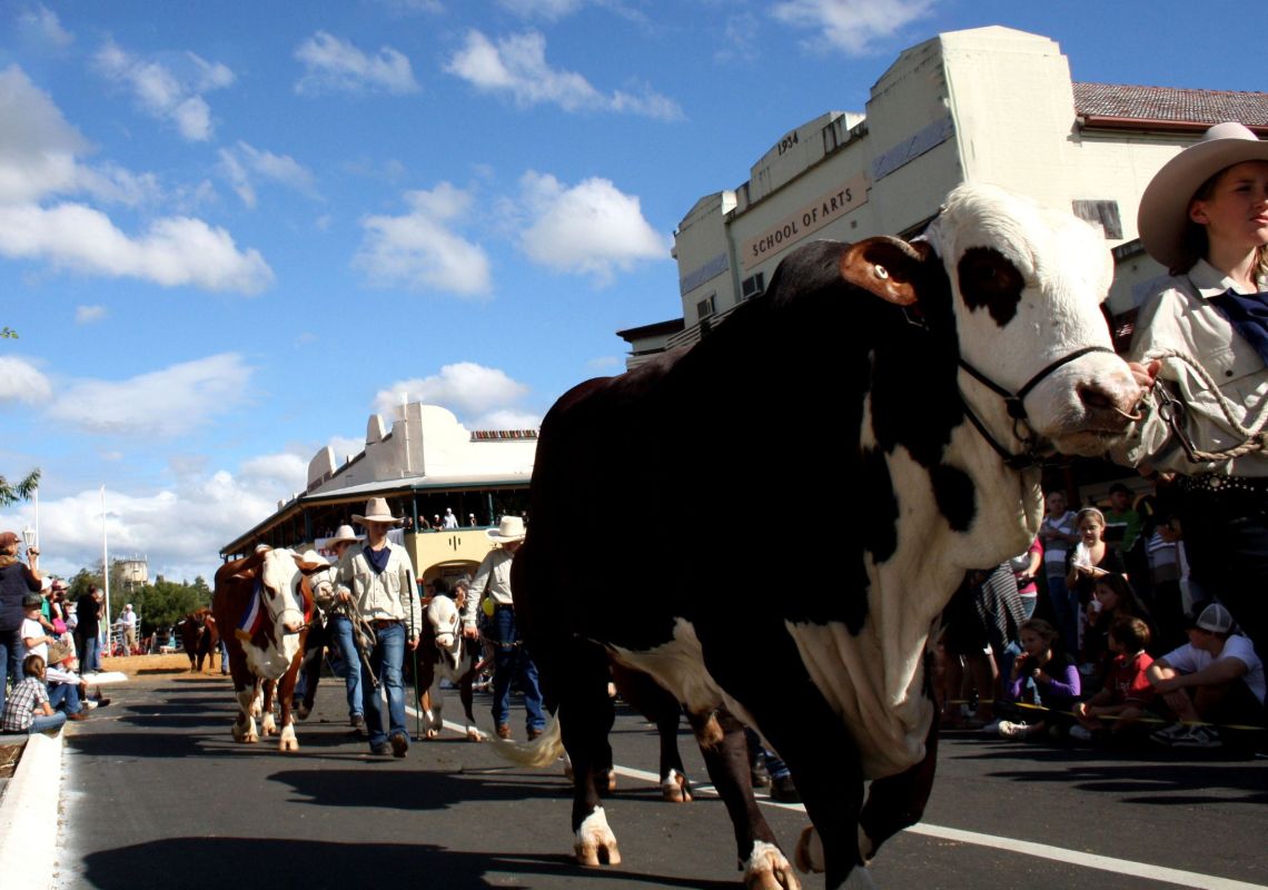 Casino Beef Week Cattle Street Parade in Casino, Lismore Area, North Coast