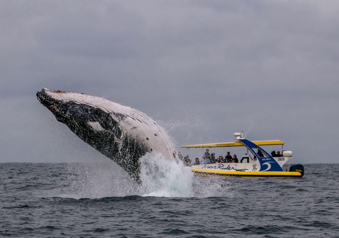 Wave Rider and Whale Watching with Port Jet Cruises tour in Port Macquarie, North Coast