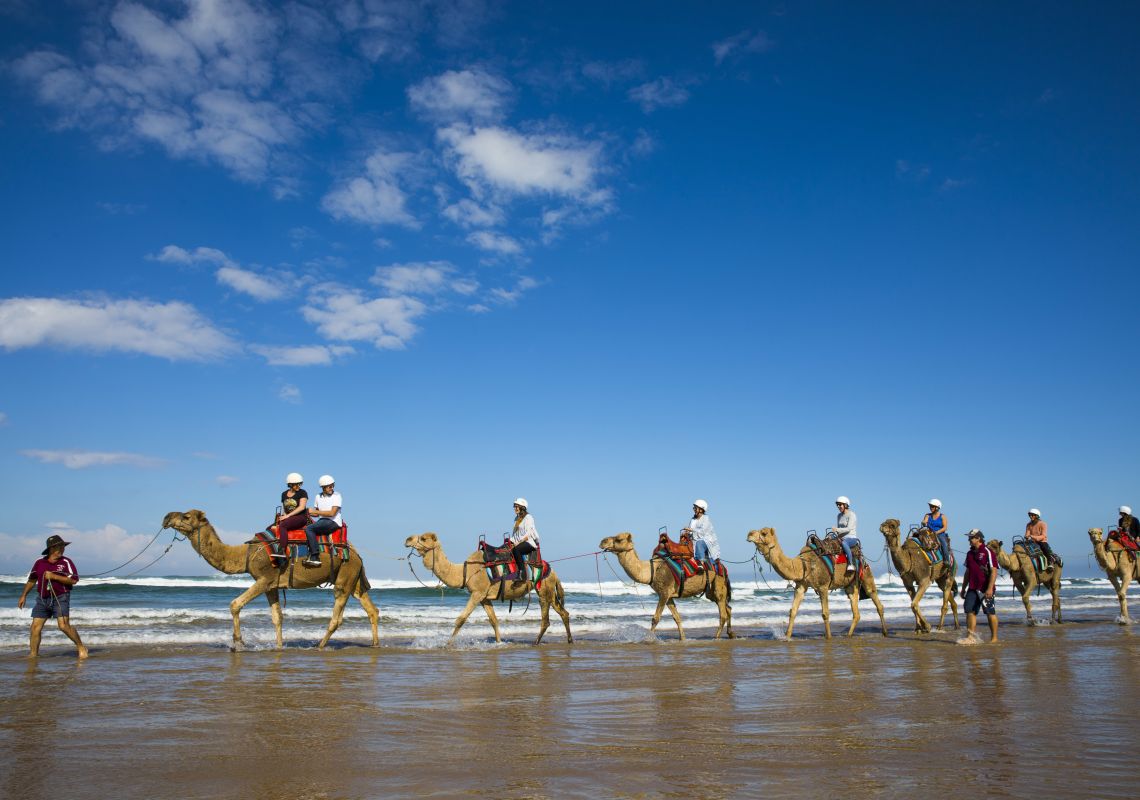 Conference delegates enjoying a camel ride at Anna Bay, Port Stephens with Oakfield Ranch Camel Rides