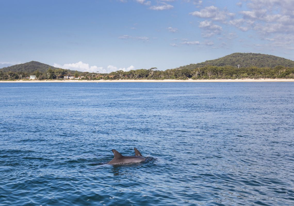 Dolphins in Nelson Bay, Port Stephens with views towards Mount Tomaree