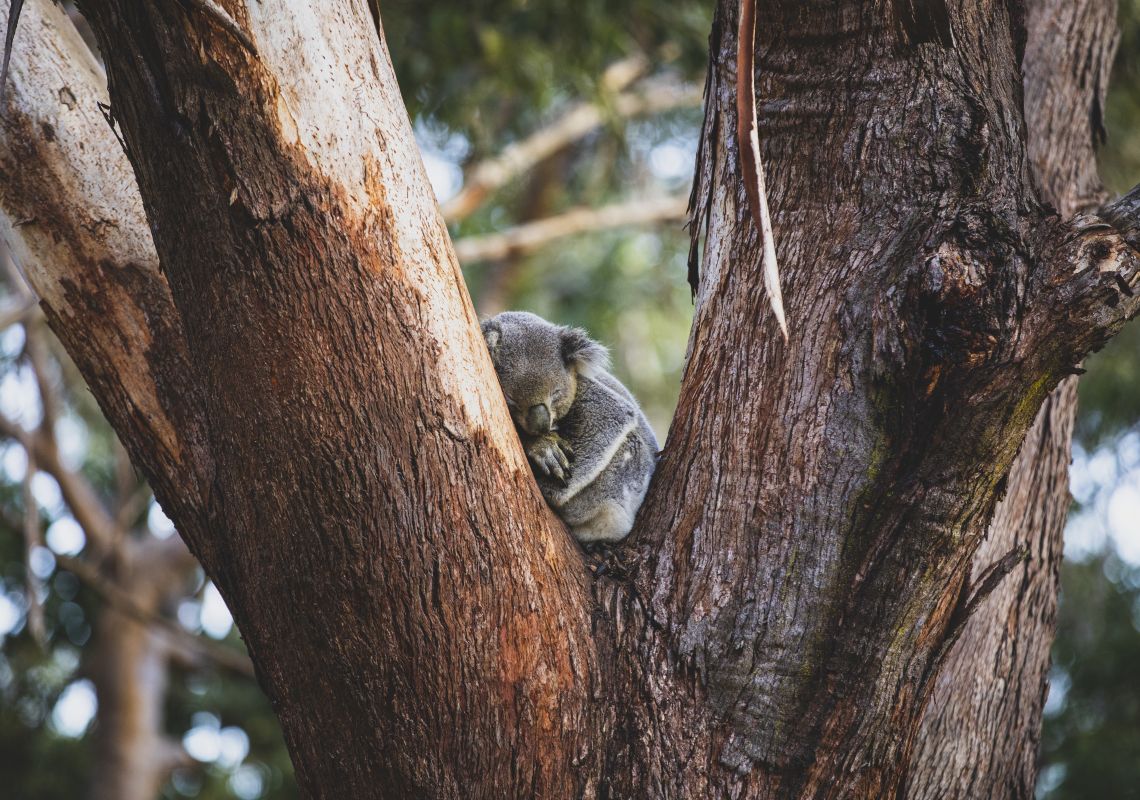 Koala snuggled in a tree sleeping at the Koala Sanctuary Port Stephens, One Mile