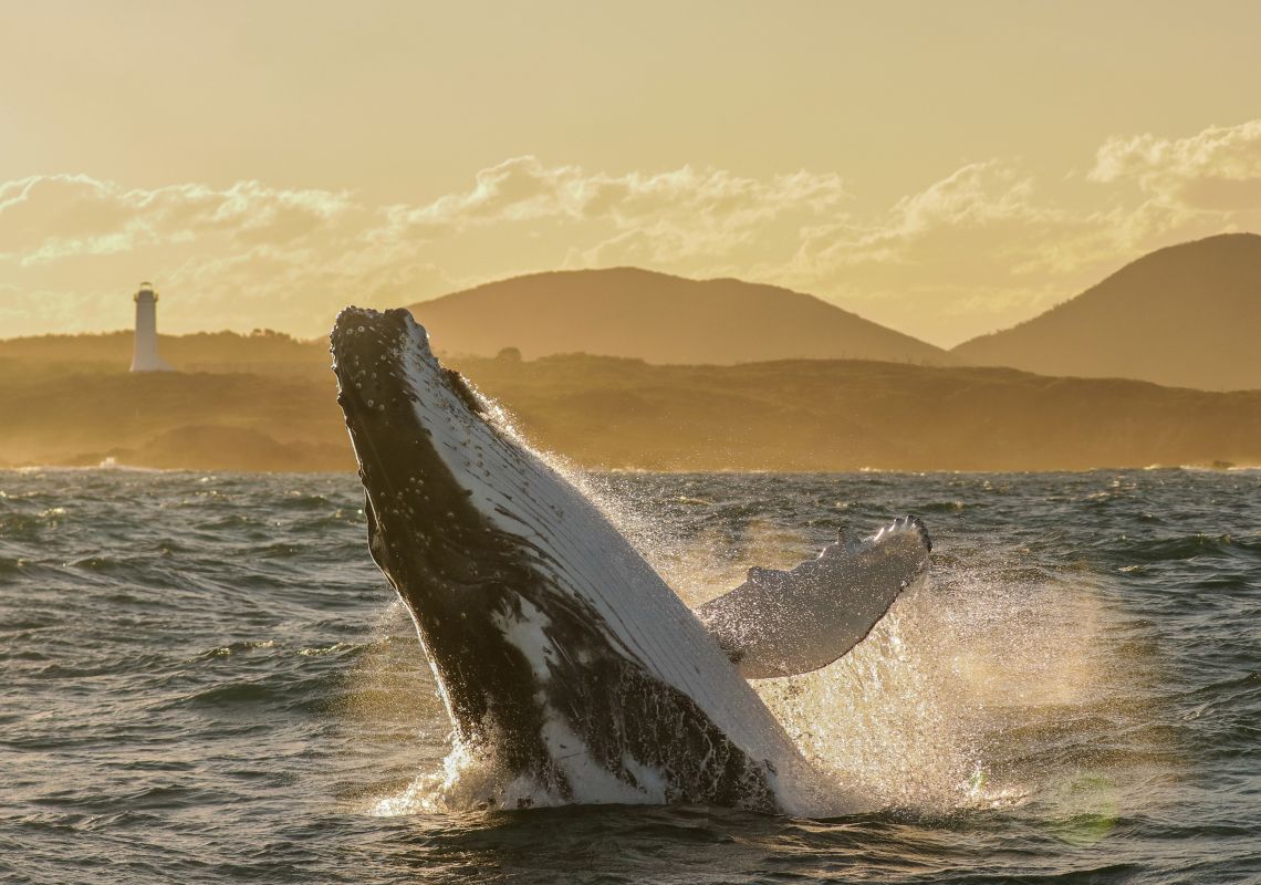 A humpback whale breaching as it passes the Port Stephens coast