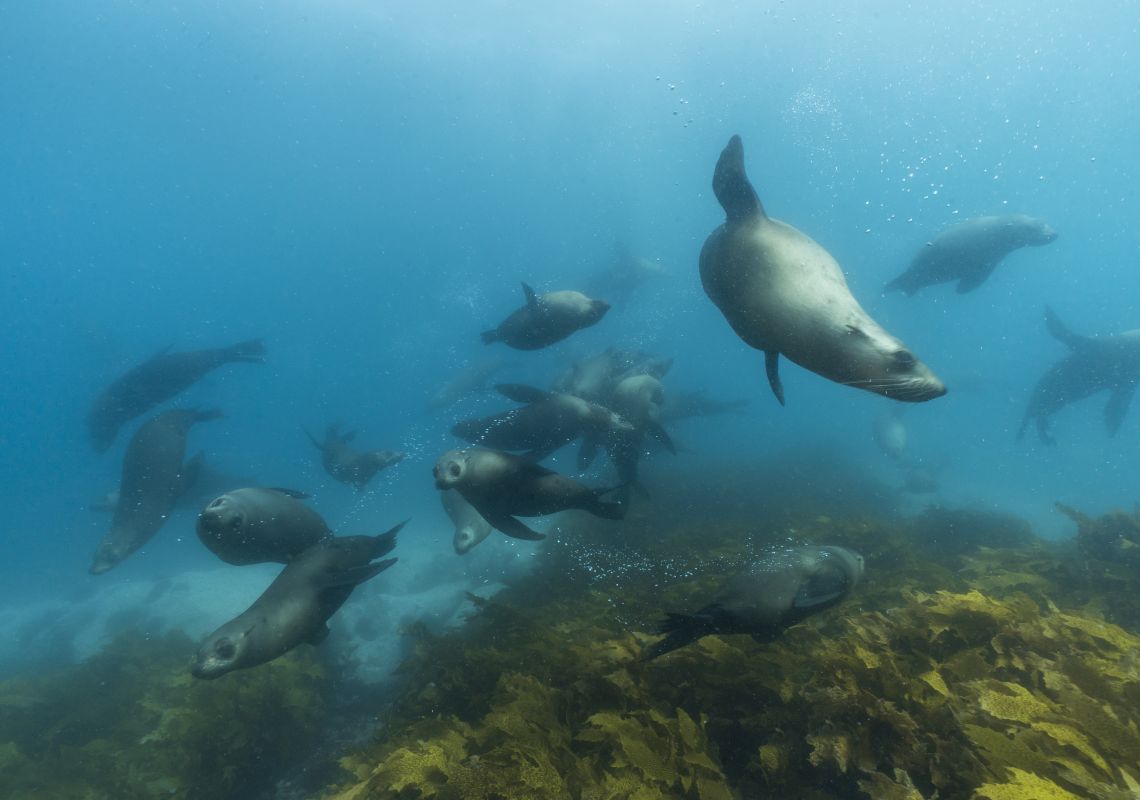 Fur seals swimming around Montague Island, Naroomao