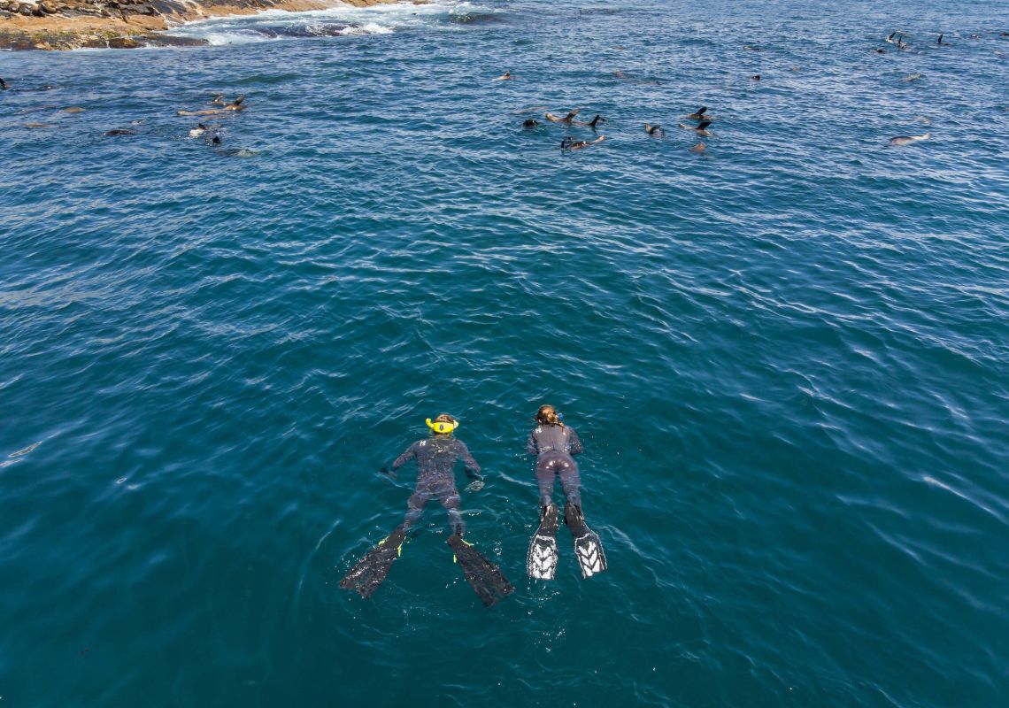 Couple enjoying a snorkelling experience with fur seals around Montague Island in Narooma, Batemans Bay Area, South Coast