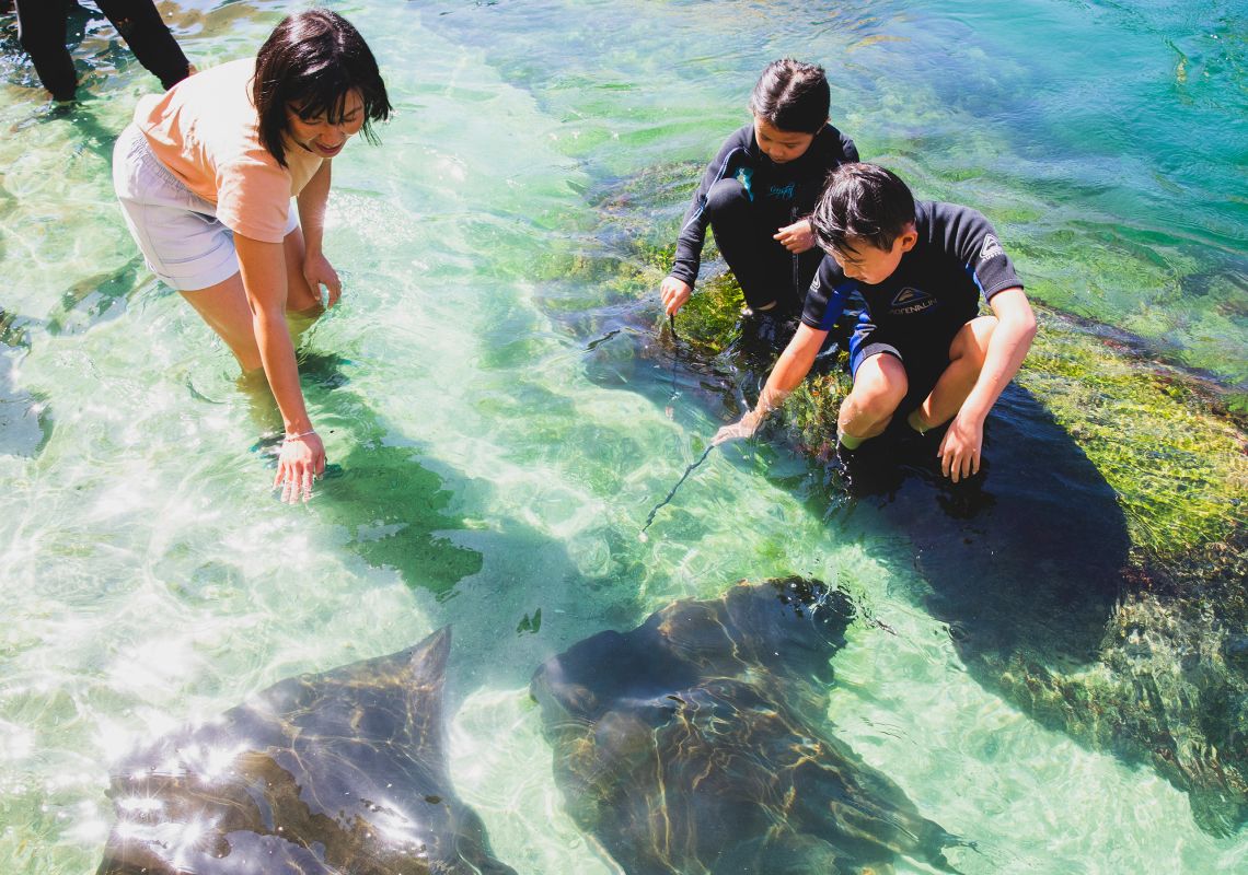 Family enjoying Irukandji Shark and Ray Encounters, Anna Bay