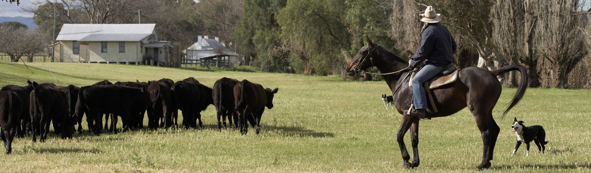 Scone NSW Plan a Holiday Things to Do, Maps &