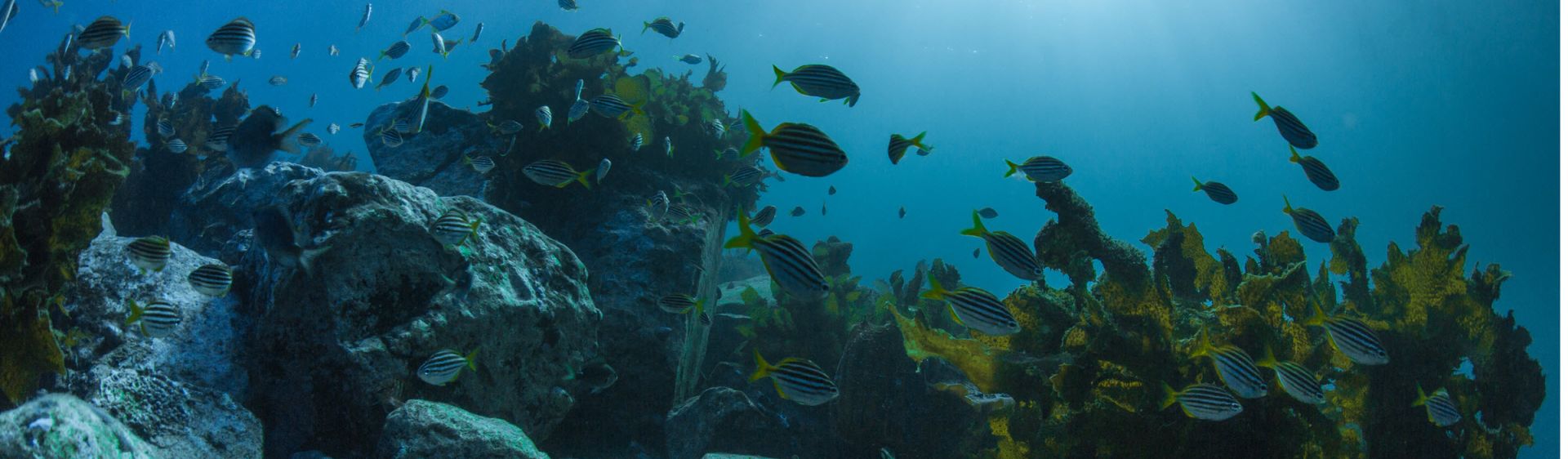 Shellharbour Diving & Snorkelling - South Coast NSW ...