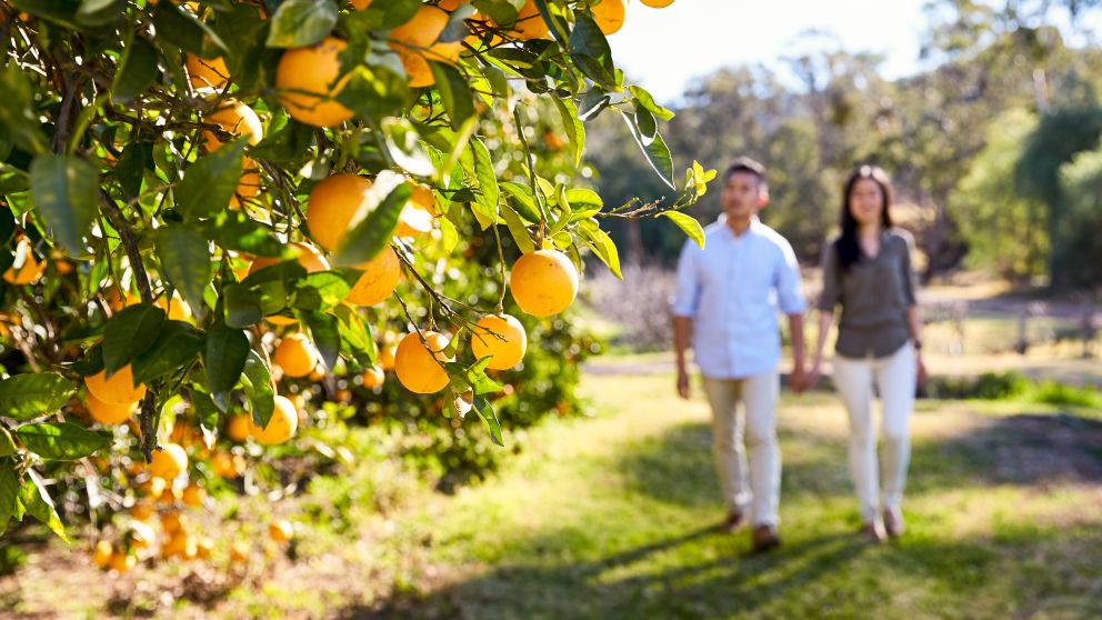 Picking oranges in the Hunter Valley