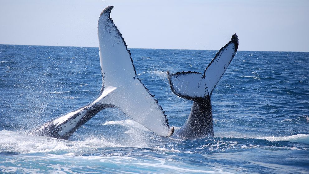 Humpback Whales, Cat Balou Cruises in Eden