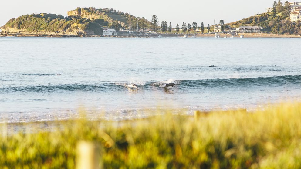 Dolphins catching a wave at Terrigal Beach in Terrigal, Central Coast NSW