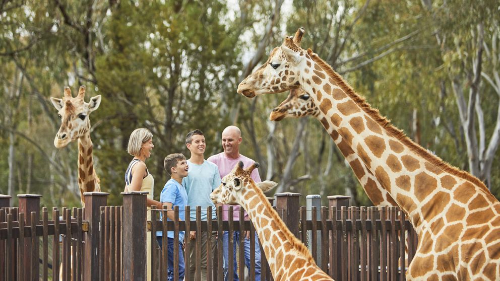 Family enjoying a giraffe encounter at Taronga Western Plains Zoo, Dubbo