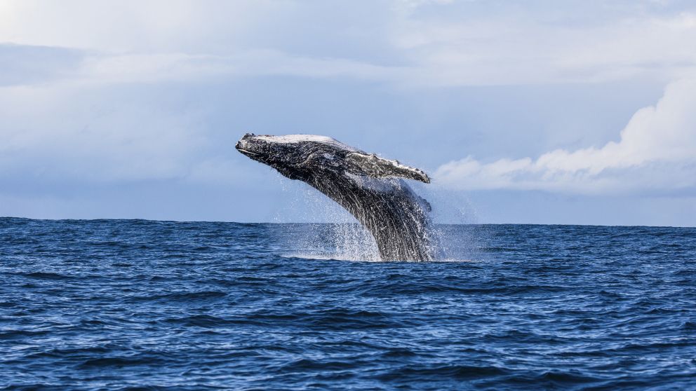 Humpback whale, Jervis Bay - Credit: Jordan Robins