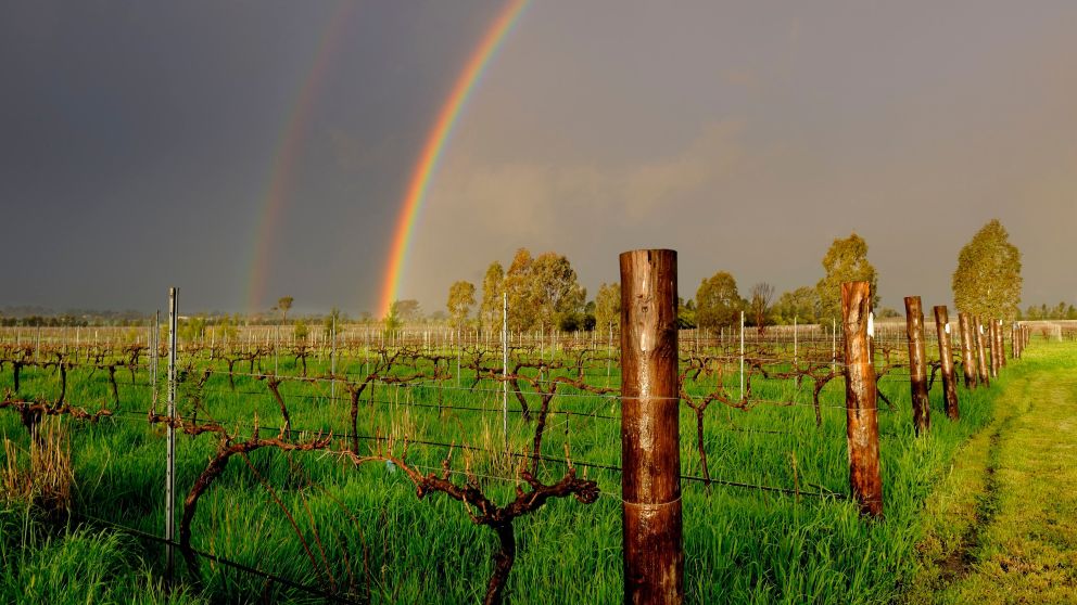 Rosnay Organic Farms and Vineyard in Cowra, Country NSW