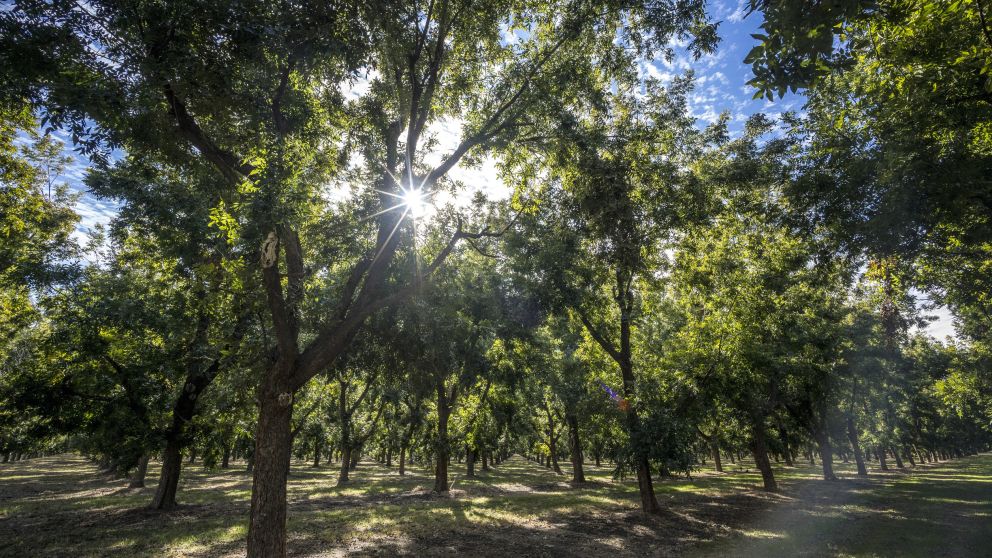 Pecan trees ready to be harvested in Moree, Country NSW