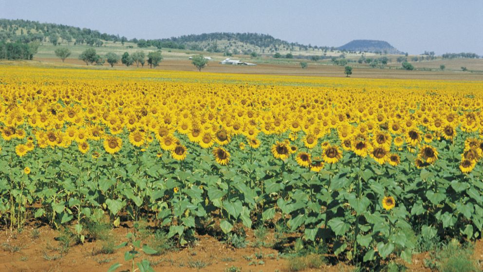 Quirindi NSW Plan a Holiday Attractions & Maps