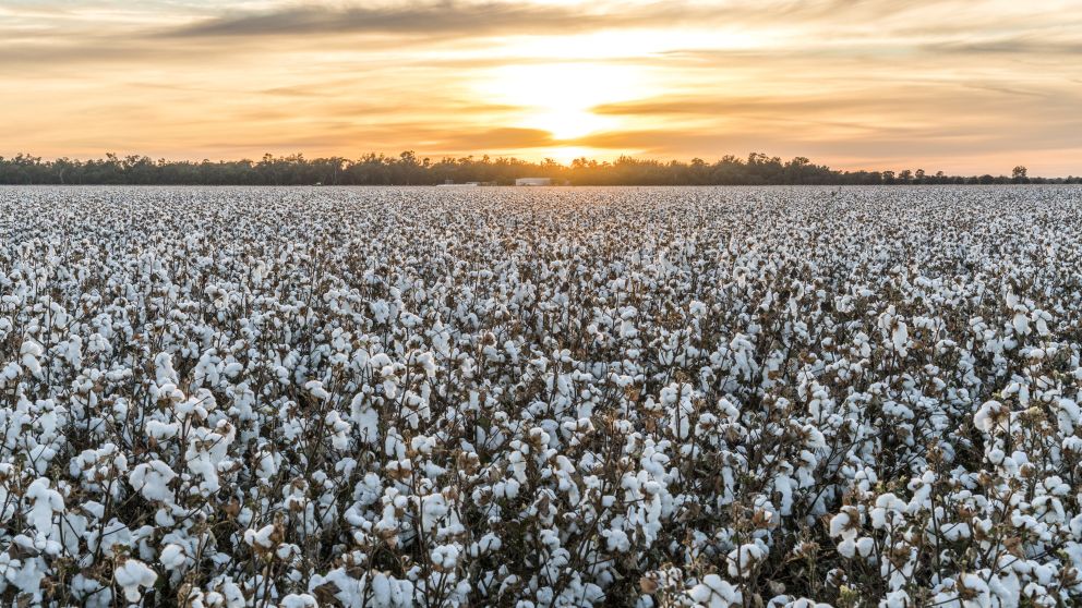 Sun rises over a cotton field in Condobolin