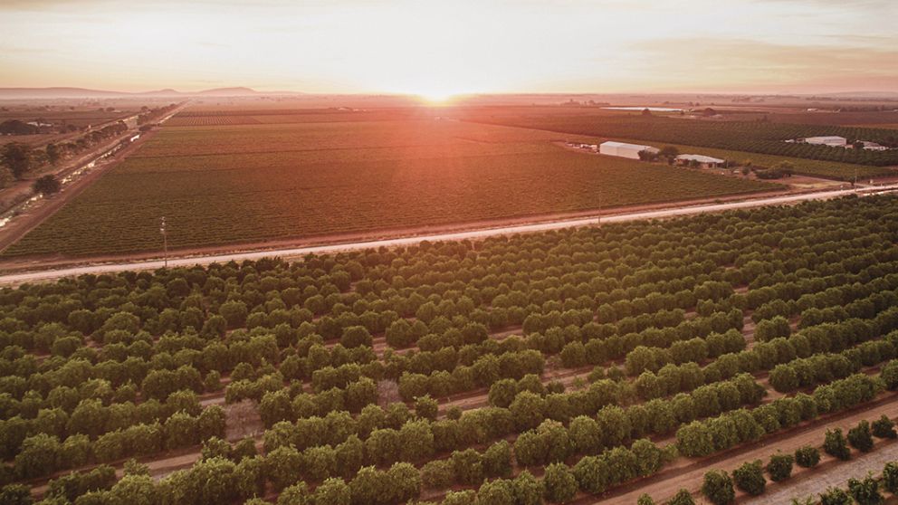 Griffith NSW Plan a Holiday Things to Do, Attractions & Hotels