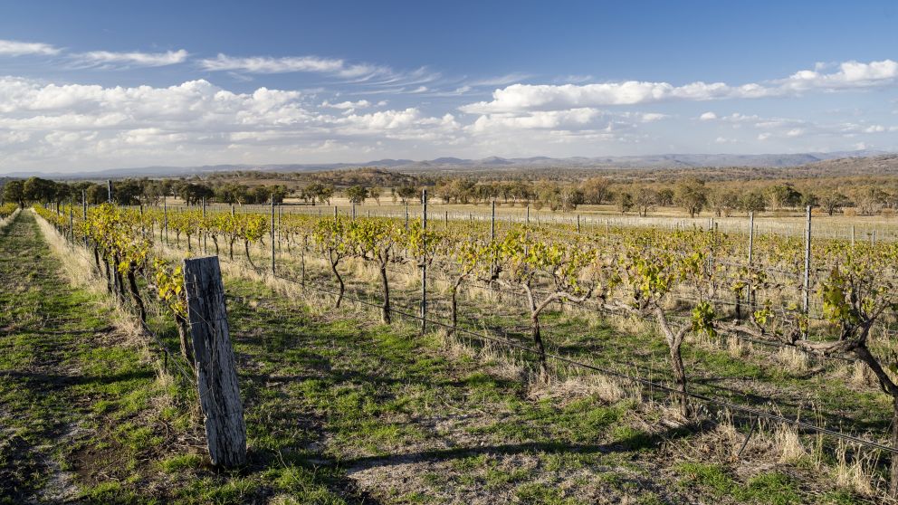 Scenic view across the Merilba Estate Wine vineyards in Uralla, Tamworth Area
